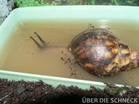 a.m.suturalis (006)
